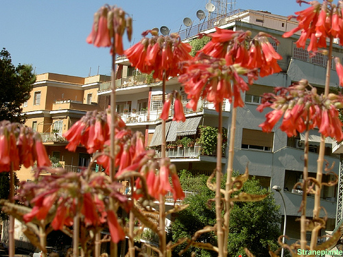 Kalanchoe Daigremontiana